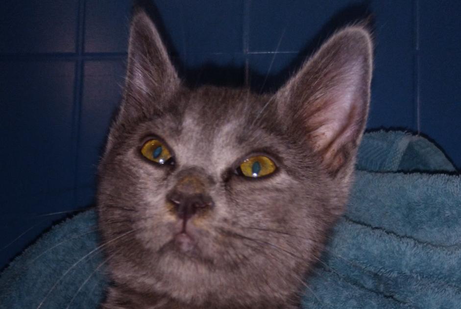 Vermisstmeldung Katze rassenmischung Weiblich , 2 jahre Eclépens Schweiz
