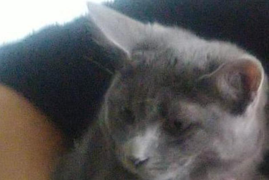 Vermisstmeldung Katze rassenmischung Weiblich , 2 jahre Eclépens Schweiz