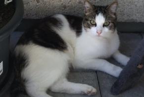 Vermisstmeldung Katze rassenmischung Männliche , 3 jahre La Grande-Béroche Schweiz