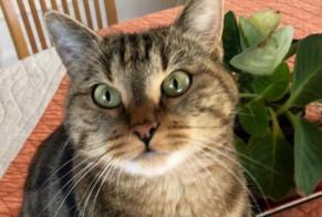 Vermisstmeldung Katze rassenmischung Weiblich , 6 jahre Collombey-Muraz Schweiz