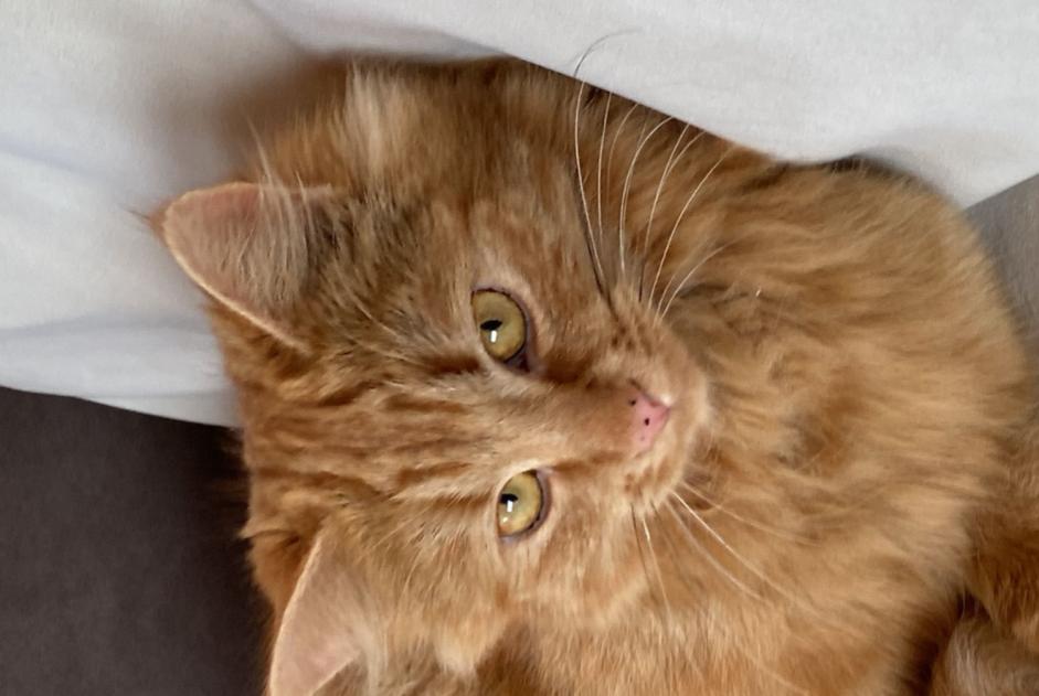 Vermisstmeldung Katze rassenmischung Weiblich , 1 jahre Bettens Schweiz