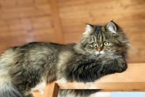 Vermisstmeldung Katze  Weiblich , 1 jahre Salvan Schweiz