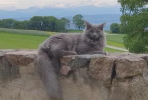Vermisstmeldung Katze  Männliche , 3 jahre Lignerolle Schweiz