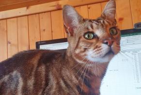 Vermisstmeldung Katze rassenmischung Männliche , 6 jahre Gryon Schweiz
