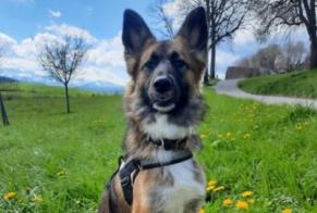 Vermisstmeldung Hund Weiblich , 2 jahre Nottwil Schweiz