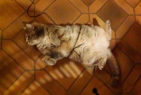 Vermisstmeldung Katze Weiblich , 7 jahre Fontenais Schweiz