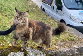 Vermisstmeldung Katze  Weiblich , 1 jahre Veytaux Schweiz