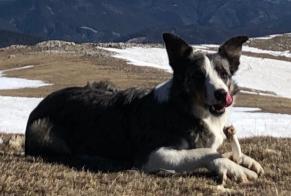 Vermisstmeldung Hund  Männliche , 5 jahre Nyon Schweiz