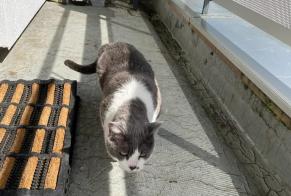 Fundmeldung Katze Unbekannt Nyon Schweiz