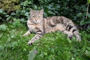 Vermisstmeldung Katze  Weiblich , 7 jahre Leysin Schweiz