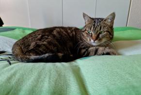 Vermisstmeldung Katze  Weiblich , 7 jahre Denens Schweiz