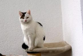 Vermisstmeldung Katze rassenmischung Weiblich , 1 jahre Courtelary Schweiz