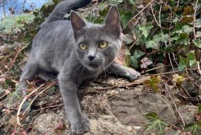 Vermisstmeldung Katze rassenmischung Weiblich , 1 jahre Chardonne Schweiz