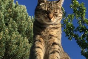 Vermisstmeldung Katze  Weiblich , 7 jahre Grimisuat Schweiz