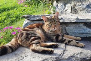 Vermisstmeldung Katze rassenmischung Männliche , 2 jahre Puidoux Schweiz