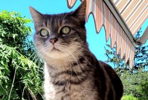 Vermisstmeldung Katze rassenmischung Weiblich , 9 jahre Pully Schweiz