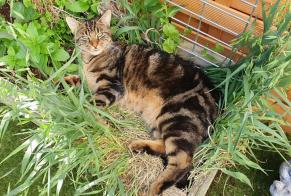 Vermisstmeldung Katze Männliche , 2 jahre Sion Schweiz