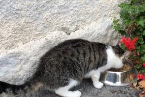 Fundmeldung Katze Männliche Ollon Schweiz