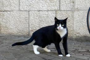 Vermisstmeldung Katze Weiblich , 3 jahre Plainpalais Schweiz