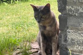 Vermisstmeldung Katze rassenmischung Weiblich , 3 jahre Sion Schweiz