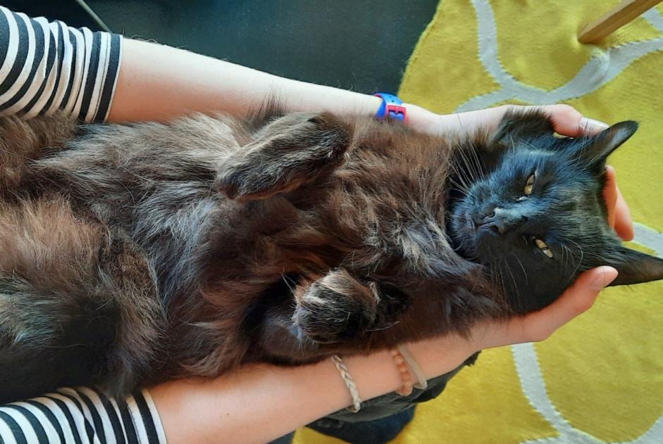 Vermisstmeldung Katze rassenmischung Männliche , 3 jahre Ursy Schweiz