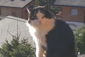 Vermisstmeldung Katze Männliche , 48 jahre Ayent Schweiz