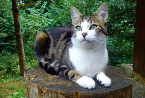 Vermisstmeldung Katze rassenmischung Weiblich , 11 jahre Le Mouret Schweiz