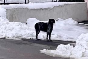 Fundmeldung Hund Unbekannt , 7 Jahre Essertines-sur-Rolle Schweiz