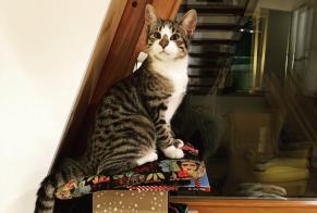 Vermisstmeldung Katze Männliche , 2 jahre Payerne Schweiz