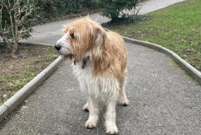 Fundmeldung Hund  Männliche , 2 Jahre Carouge Schweiz