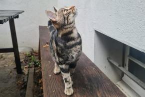 Vermisstmeldung Katze Weiblich , 1 jahre Lausanne Schweiz