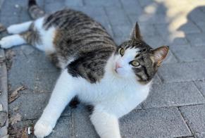 Vermisstmeldung Katze rassenmischung Männliche , 3 jahre Crans-Montana Schweiz
