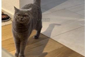 Vermisstmeldung Katze  Weiblich , 4 jahre Rüti Schweiz