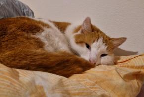 Vermisstmeldung Katze  Männliche , 5 jahre St Blaise Schweiz