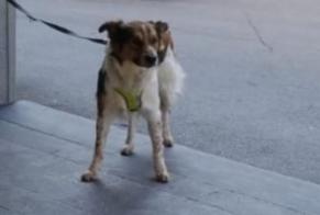 Vermisstmeldung Hund rassenmischung Männliche , 1 jahre Sion Schweiz