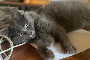 Vermisstmeldung Katze Weiblich , 1 jahre Chernex Schweiz