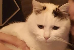 Vermisstmeldung Katze rassenmischung Weiblich , 7 jahre La Grande Béroche Schweiz