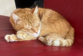 Vermisstmeldung Katze Männliche , 5 jahre Vernier Schweiz