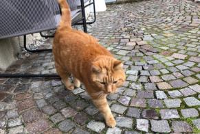 Fundmeldung Katze Männliche Begnins Schweiz