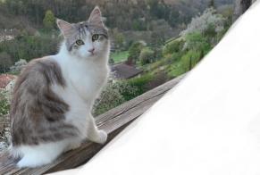 Vermisstmeldung Katze Männliche , 3 jahre Orbe Schweiz