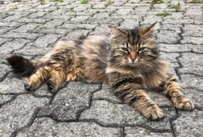 Vermisstmeldung Katze rassenmischung Männliche , 7 jahre Versoix Schweiz