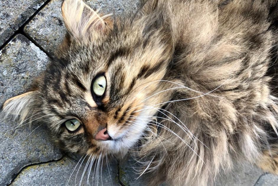 Vermisstmeldung Katze rassenmischung Männliche , 8 jahre Versoix Schweiz