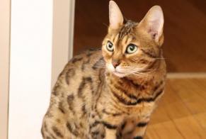 Vermisstmeldung Katze  Weiblich , 14 jahre Collonge-Bellerive Schweiz
