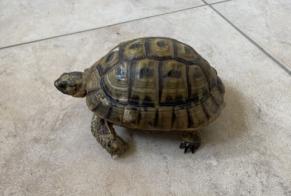 Fundmeldung Schildkröte Unbekannt Coinsins Schweiz