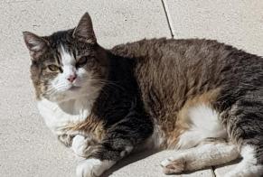 Vermisstmeldung Katze Weiblich , 17 jahre Belfaux Schweiz