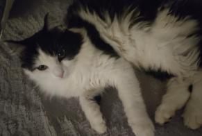 Vermisstmeldung Katze Weiblich , 5 jahre Belmont-Broye Schweiz