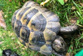Fundmeldung Schildkröte Unbekannt Yverdon-les-Bains Schweiz
