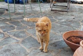 Fundmeldung Katze Männliche Essertines-sur-Rolle Schweiz