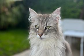 Vermisstmeldung Katze  Weiblich , 3 jahre Etoy Schweiz