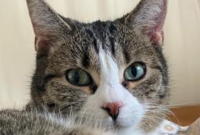 Vermisstmeldung Katze rassenmischung Weiblich , 4 jahre Renens Schweiz